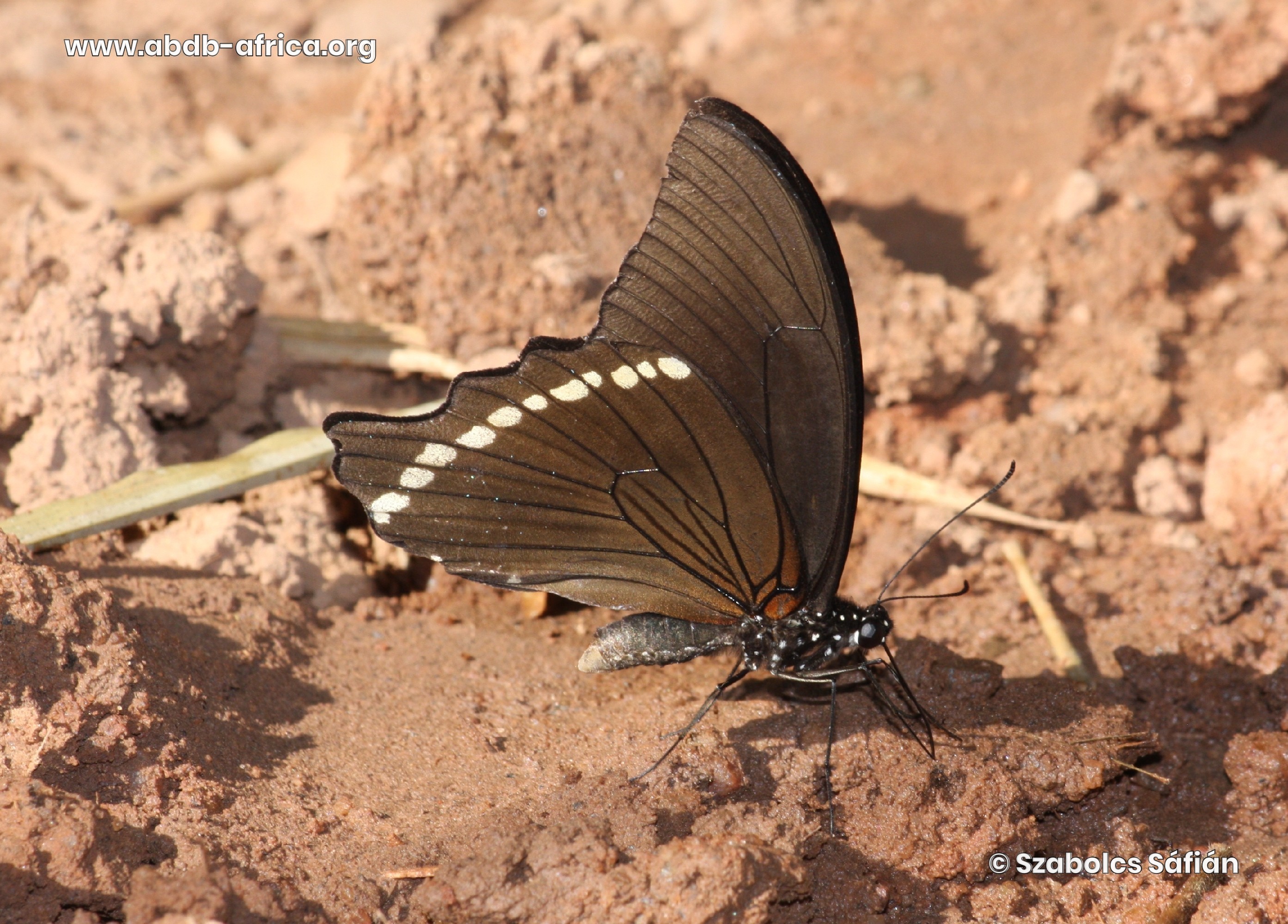 Papilio nireus nireus Linnaeus, 1758